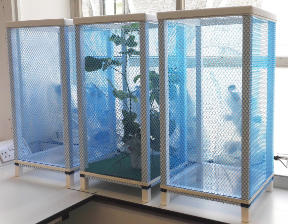Three AUC cages