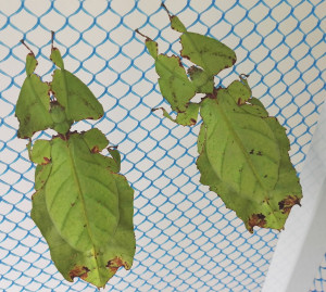 Leaf insects in AUC cage
