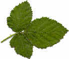 Bramble Leaf