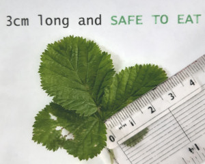 3cm long soft pale green bramble leaf