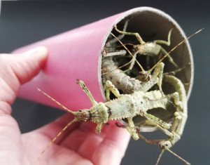 Community Tube with New Guinea stick insects