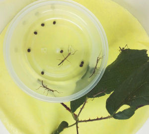 Hatching Indian eggs