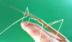 Pink_Winged_stick_insect_adult