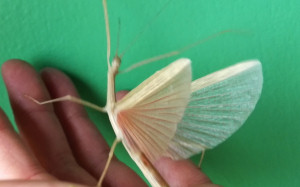 Pink_Winged_stick_insect_wings