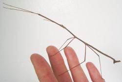 adult male Thailand stick insect
