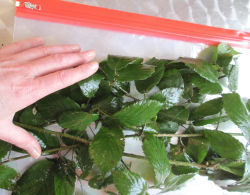 Wallet of Fresh Cut Bramble