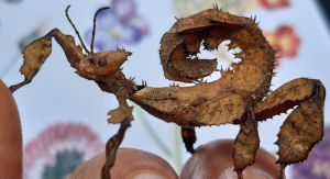 Young female Australian stick insect Young female Australian stick insect