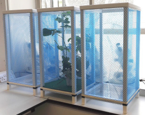 White aluminium-framed insect cages