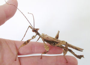 Adult male Austrailian (Macleays Spectre) stick insect Adult male Austrailian (Macleays Spectre) stick insect