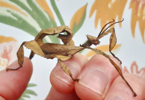 Australian stick insect, immature male nymph Australian stick insect, immature male nymph