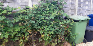 Bramble planted by a fence in the UK