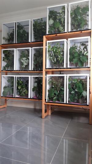 Small-Life Supplies breeding area