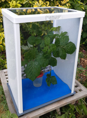 ELC stick insect cage ELC stick insect cage