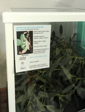Australian stick insect collector card Australian stick insect collector card