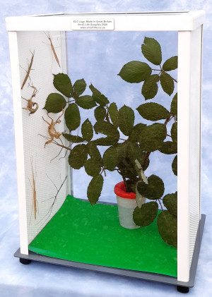 ELC stick insect cage with stick insects