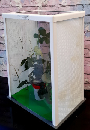 ELC cage with Thailand stick insects