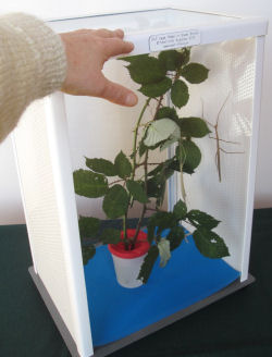 ELC insect cage