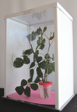 ELC stick insect cage with Pink Winged stick insects ELC stick insect cage with Pink Winged stick insects