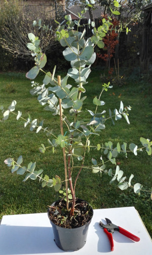 potted eucalyptus