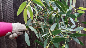Eucalyptus for Green Bean stick insects Eucalyptus for Green Bean stick insects