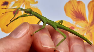 Female Grenadan Green Bean stick insect Female Grenadan Green Bean stick insect
