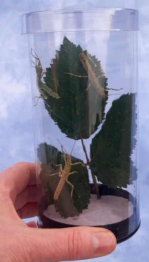 HAP housing for young stick insects