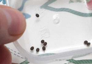 Indian stick insect eggs due to hatch soon Indian stick insect eggs due to hatch soon