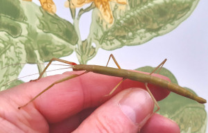 Indian stick insect fully grown adult
