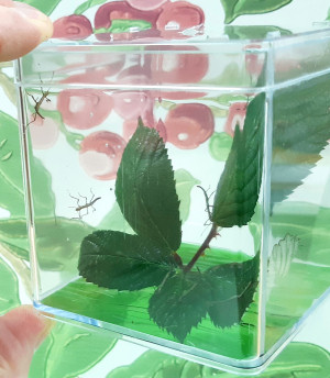 QBOX housing baby Indian stick insects and wet bramble leaf and QBOX Liner QBOX housing baby Indian stick insects and wet bramble leaf and QBOX Liner