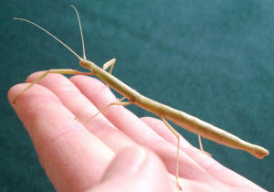 Popular Indian stick insect