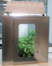 Aphid cage made from galvanised steel