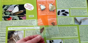 The deceased Lepidoptera kit