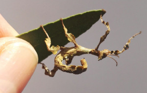 young Macleays Spectre