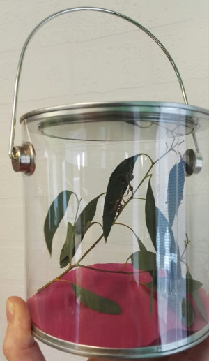 HUA Pot with young Australian stick insect