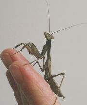 Young Ghana mantid