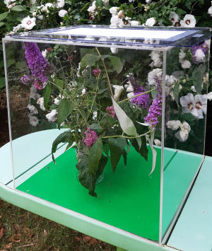 Massive clear cage for insects Massive clear cage for insects