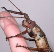 Close up of New Guinea stick insect head