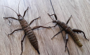 Pair of adult New Guineas stick insects