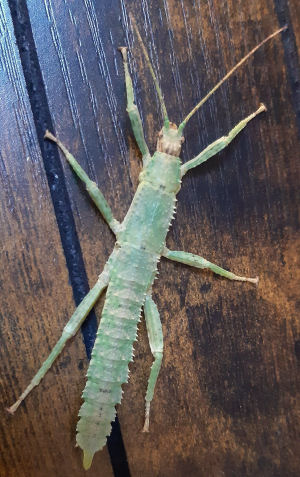 Green New Guinea nymph Green New Guinea nymph