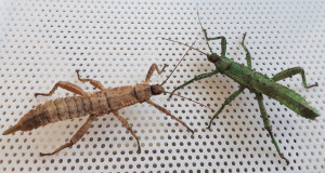 Adult female and male New Guinea stick insects Adult female and male New Guinea stick insects