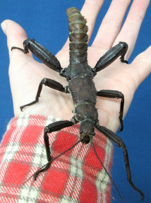 Male adult New Guinea stick insect
