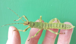 New Guinea stick insect