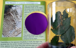The Orgyia antiqua Caterpillar Kit