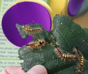 Four active Orgyia antiqua caterpillars