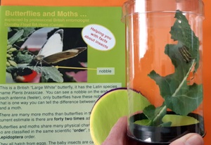 The Pieris brassicae Caterpillar Kit