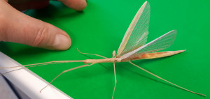 Pink Winged stick insect adult, Sipyloidea sipylus Pink Winged stick insect adult, Sipyloidea sipylus