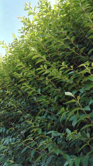 Fresh green privet leaves