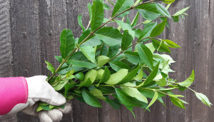 Privet for Black Beauty stick insects Privet for Black Beauty stick insects