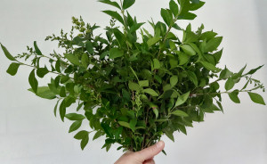 Fresh Cut Privet Fresh Cut Privet