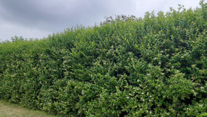 Large privet hedge in the UK